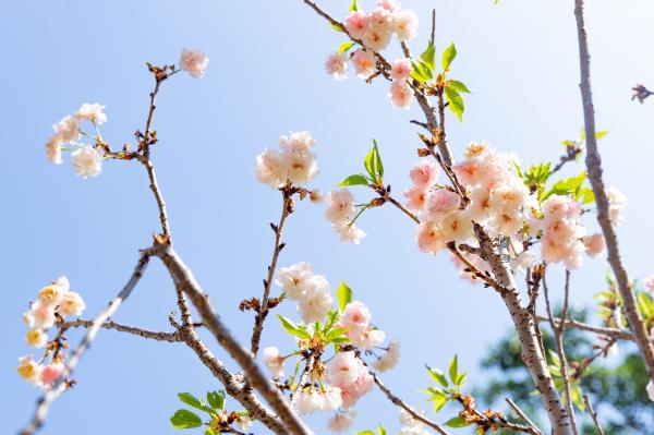 求水山龙之谷樱花