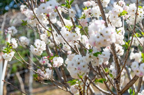 求水山龙之谷樱花