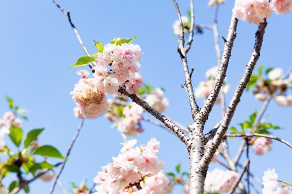 求水山龙之谷樱花