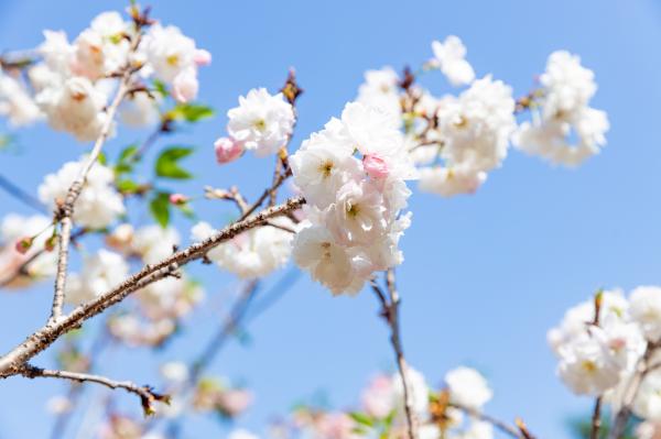 求水山龙之谷樱花