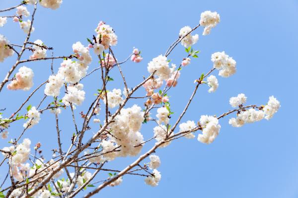 求水山龙之谷樱花