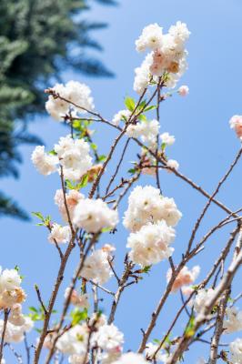 求水山龙之谷樱花