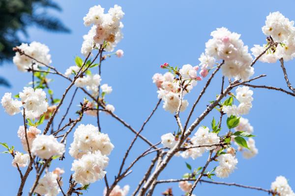 求水山龙之谷樱花