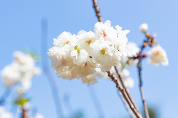 求水山龙之谷樱花