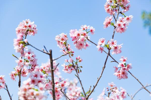 求水山龙之谷樱花