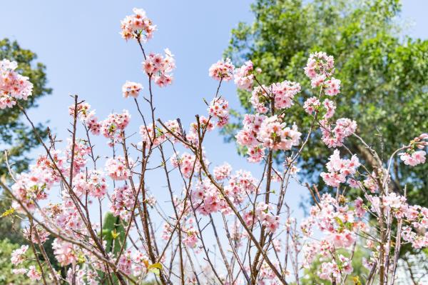 求水山龙之谷樱花