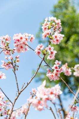 求水山龙之谷樱花