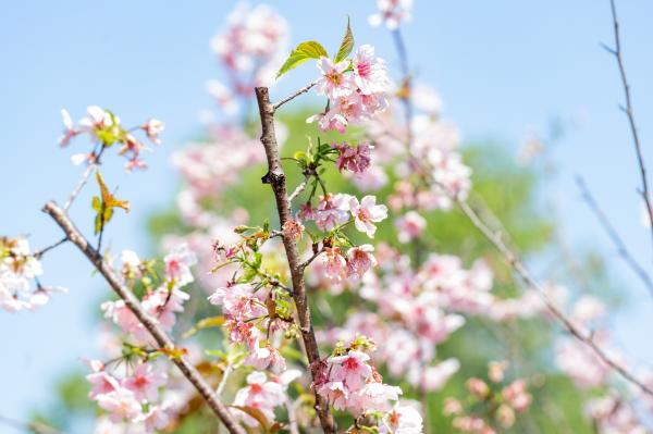 求水山龙之谷樱花