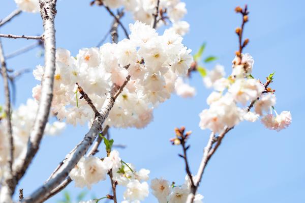 求水山龙之谷樱花