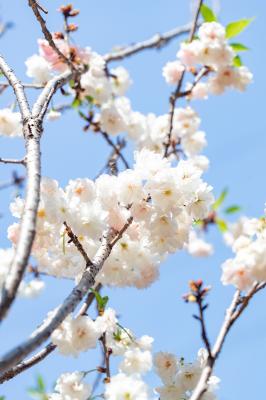 求水山龙之谷樱花