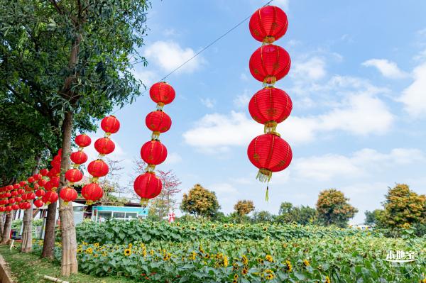 光明农场大观园向日葵