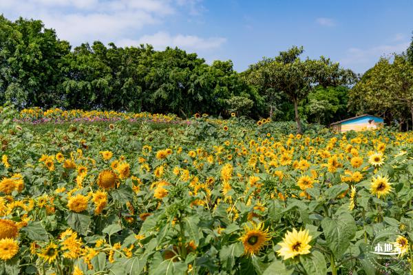 光明农场大观园向日葵