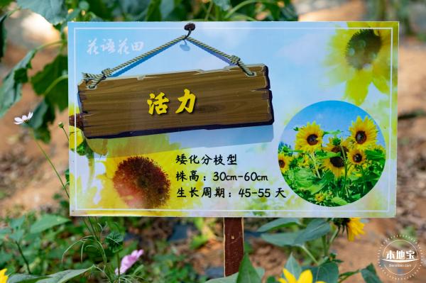 光明农场大观园向日葵