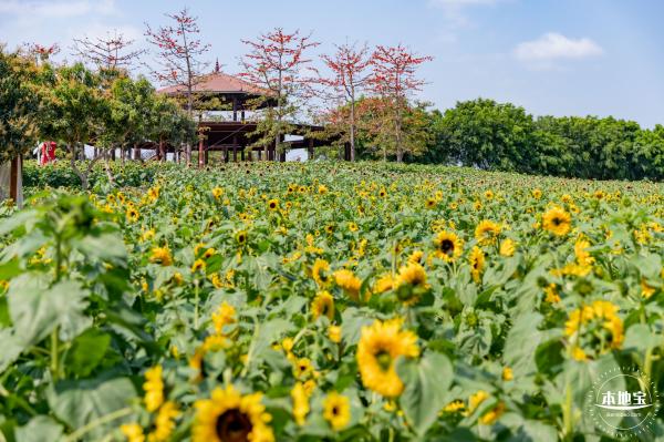 光明农场大观园向日葵