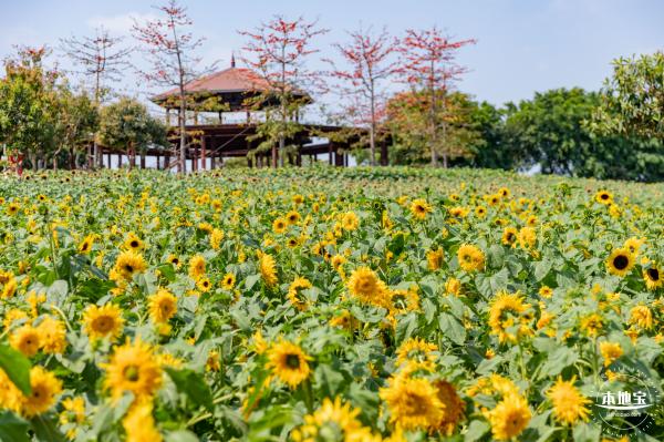 光明农场大观园向日葵