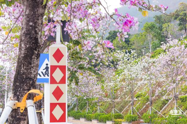 华英路樱花主题公园
