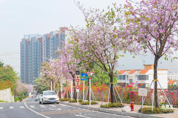 华英路樱花主题公园