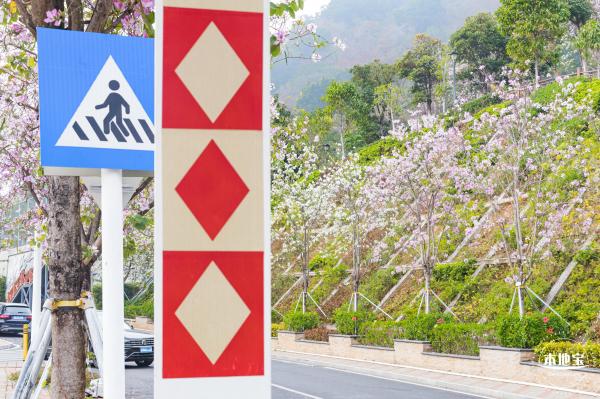 华英路樱花主题公园