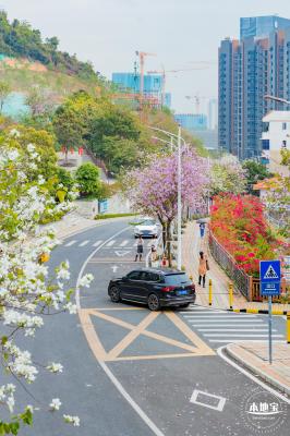 华英路樱花主题公园