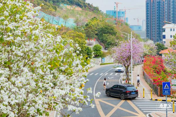 华英路樱花主题公园
