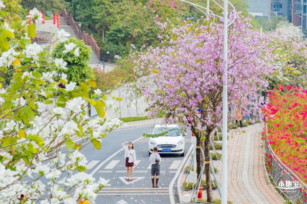 华英路樱花主题公园