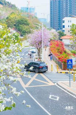 华英路樱花主题公园