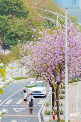 华英路樱花主题公园