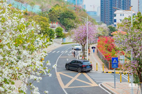 华英路樱花主题公园