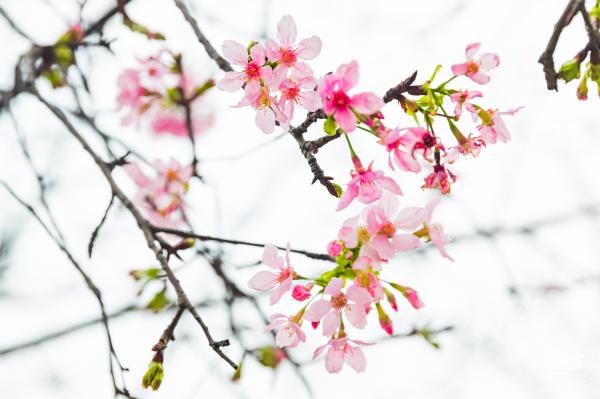 华英路樱花主题公园