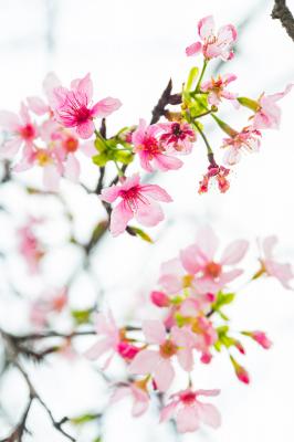 华英路樱花主题公园