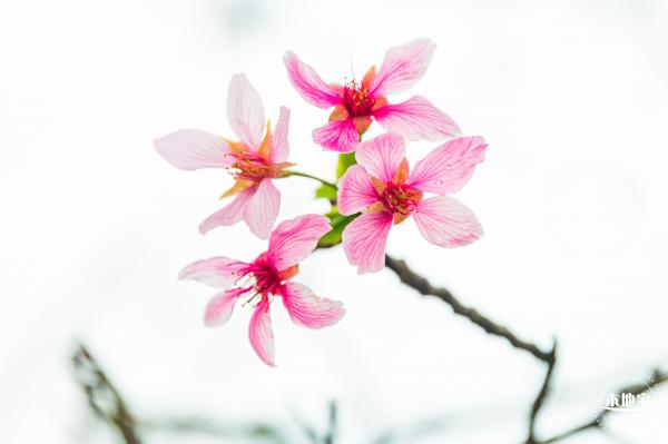 华英路樱花主题公园