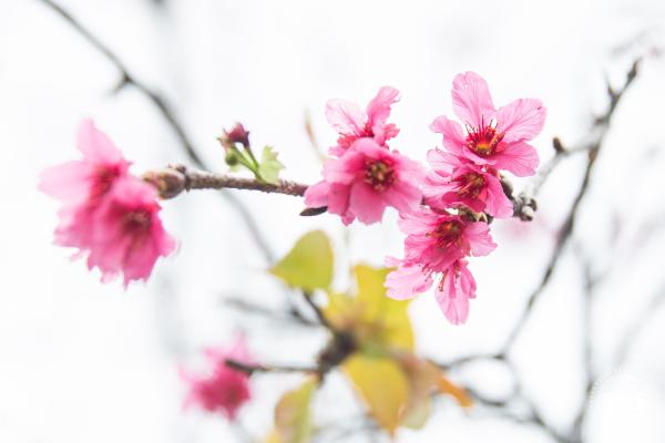 华英路樱花主题公园