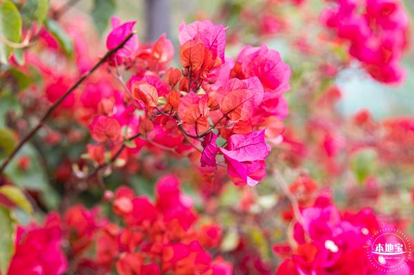 华英路樱花主题公园
