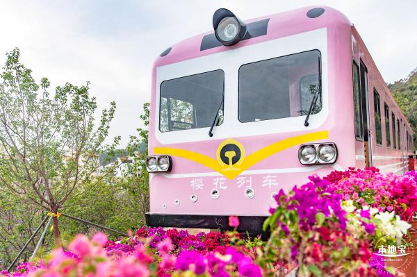 华英路樱花主题公园