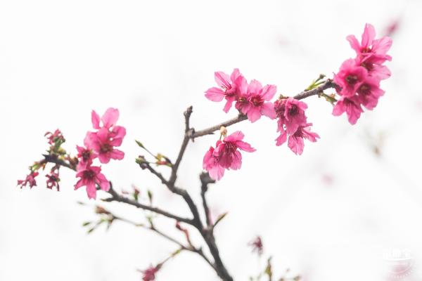 华英路樱花主题公园