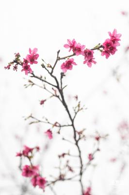 华英路樱花主题公园
