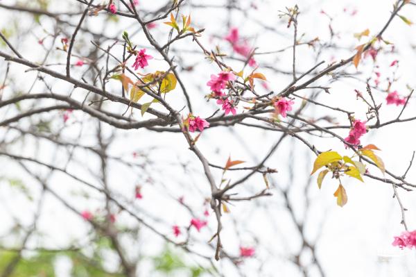 华英路樱花主题公园