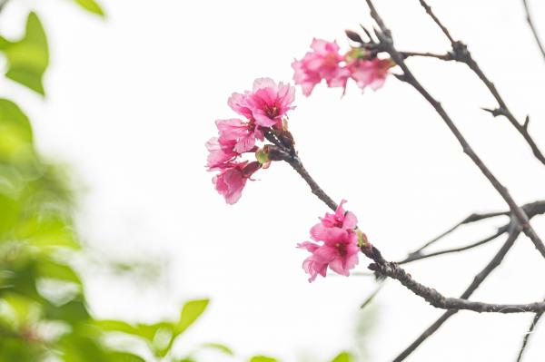 华英路樱花主题公园