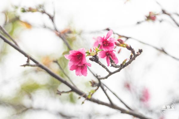 华英路樱花主题公园