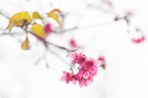 华英路樱花主题公园