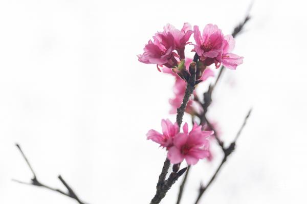 华英路樱花主题公园