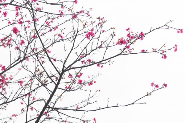 华英路樱花主题公园