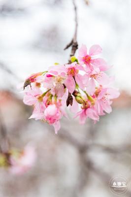 华英路樱花主题公园