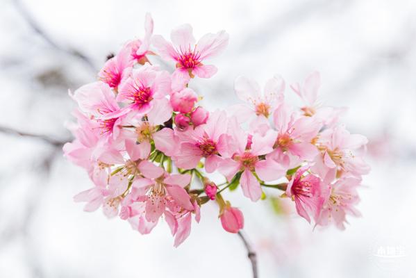 华英路樱花主题公园