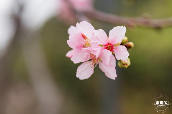 华英路樱花主题公园