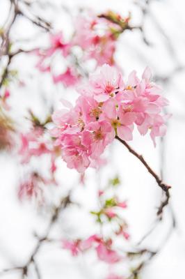 华英路樱花主题公园
