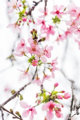 华英路樱花主题公园