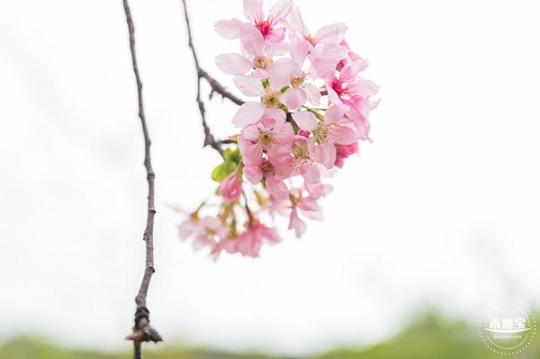 华英路樱花主题公园