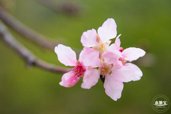 华英路樱花主题公园