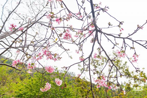 华英路樱花主题公园